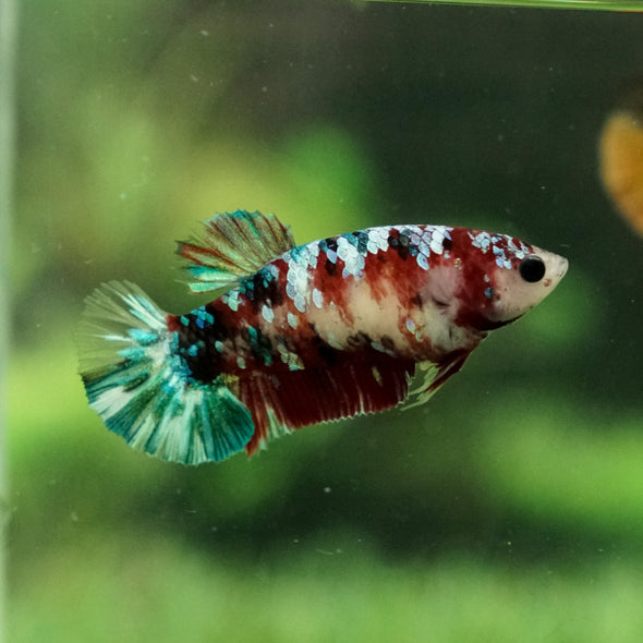 Multicolor/galaxy Koi Plakat- Female