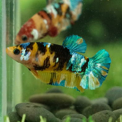 Multicolor/galaxy Koi Plakat- Female