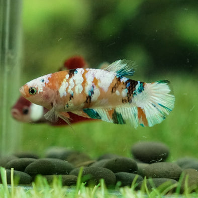 Multicolor/galaxy Koi Plakat- Female