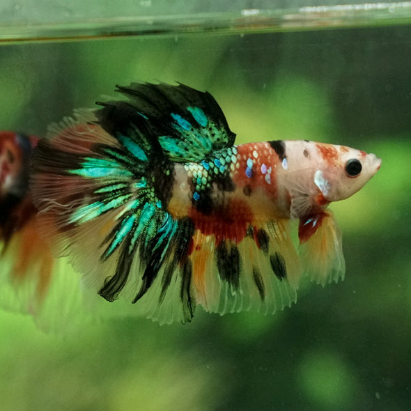 Galaxy Koi Halfmoon - 12 weeks old