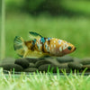 Multicolor/galaxy Koi Plakat- Female