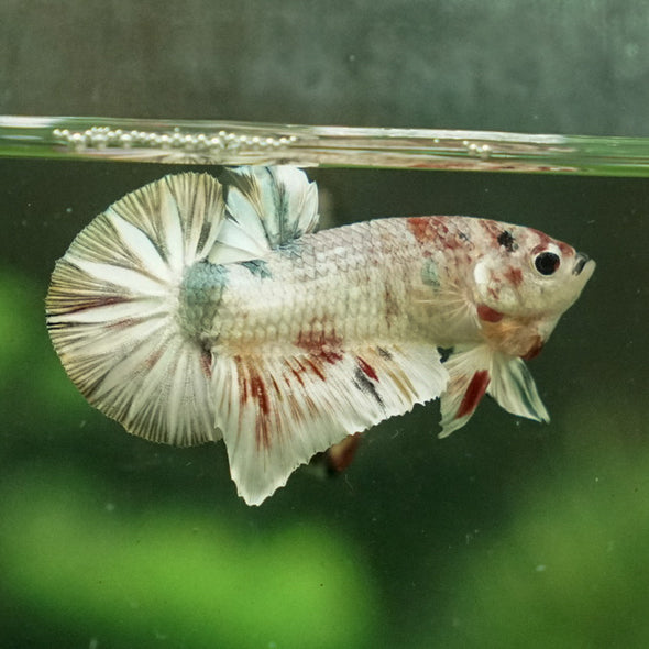 Multicolor/Galaxy Koi Plakat -11 weeks Old