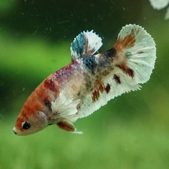 Candy Dumbo- Female