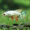 Koi Halfmoon - Female