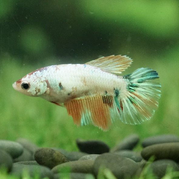 Koi Halfmoon - Female