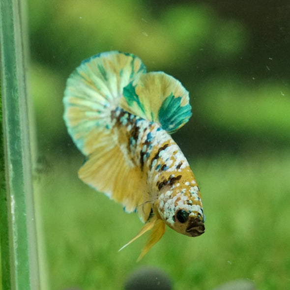 Multicolor/Galaxy Koi Plakat -14 weeks Old