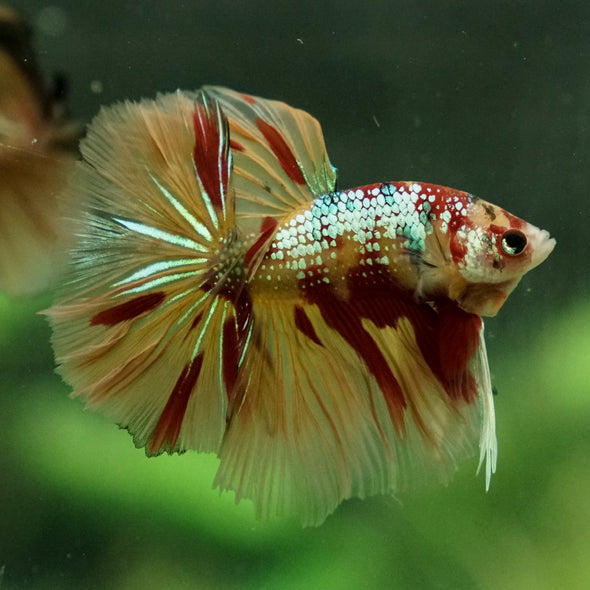 Galaxy Koi Halfmoon - 14 weeks old