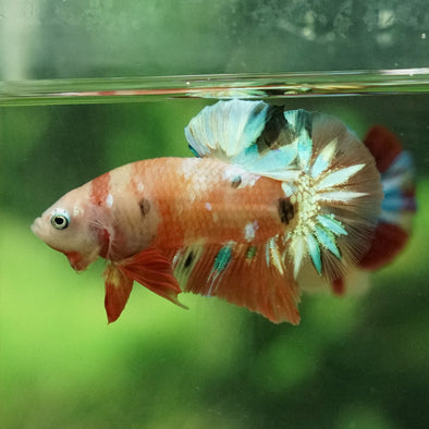 Multicolor/Galaxy Koi Plakat -11 weeks Old