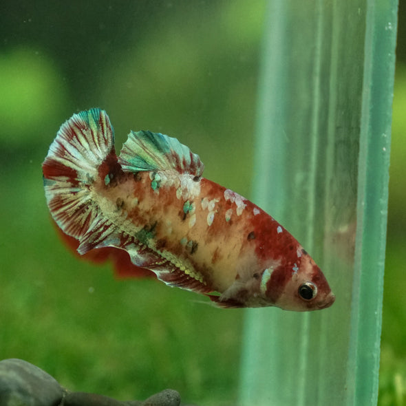 Multicolor/ Galaxy Koi Plakat- Female- 16 Weeks Old