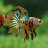 Galaxy Koi Halfmoon - 12 weeks old