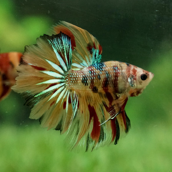 Galaxy Koi Halfmoon - 12 weeks old