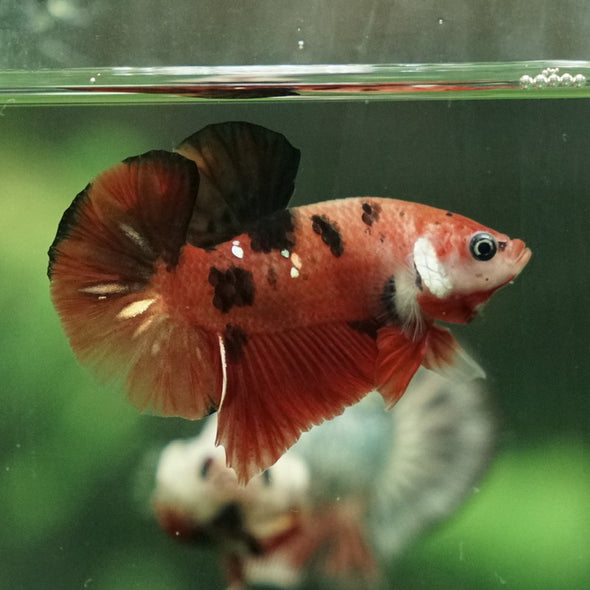 Multicolor/Galaxy Koi Plakat -11 weeks Old