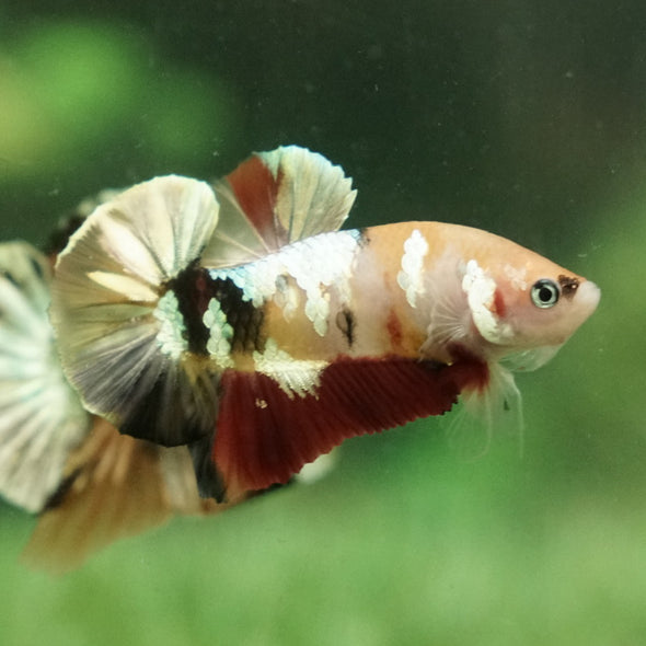 Multicolor/Galaxy Koi Plakat -12 weeks Old