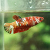 Multicolor/galaxy Koi Plakat- Female