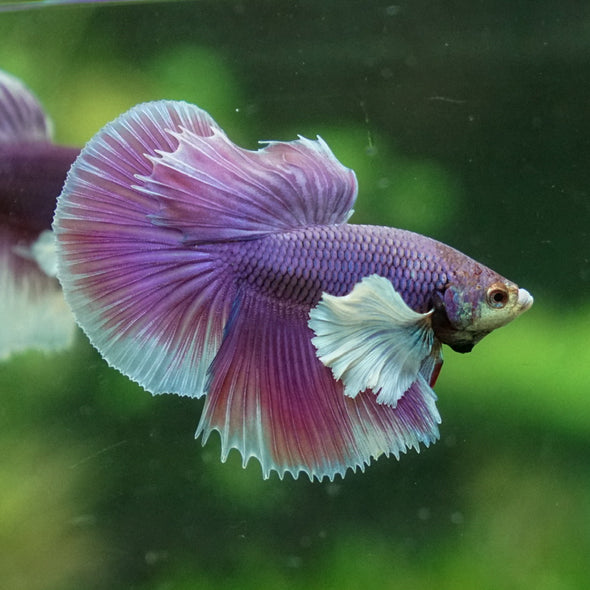 Dumbo Halfmoon - 12 weeks old