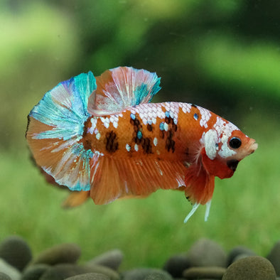 Multicolor/Galaxy Koi Plakat -15 weeks Old