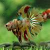 Galaxy Koi Halfmoon - 12 weeks old