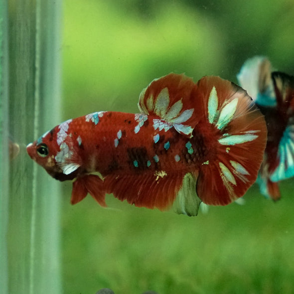 Multicolor/Galaxy Koi Plakat -13 weeks Old