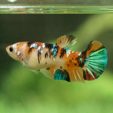 Galaxy Koi Plakat- Female