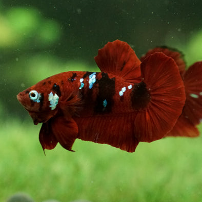 Multicolor/Galaxy Koi Plakat -14 weeks Old