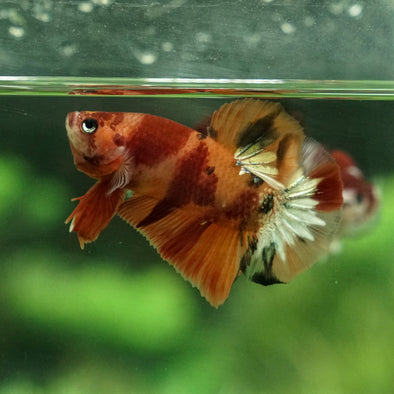 Copper/Gold Galaxy Koi Plakat - 11 Weeks Old