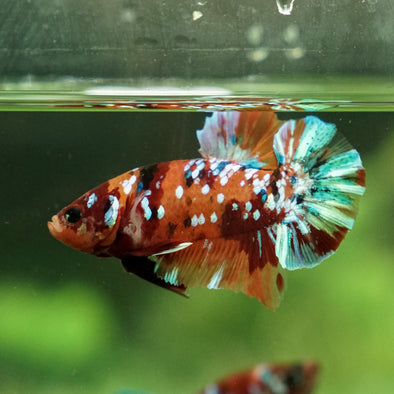 Multicolor/Galaxy Koi Plakat -13 weeks Old