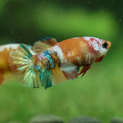 Koi Plakat Female - 12 weeks old