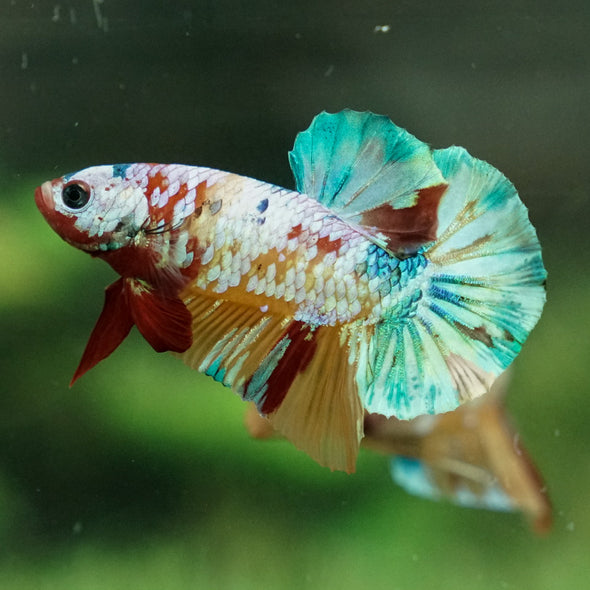 Multicolor/Galaxy Koi Plakat -15 weeks Old