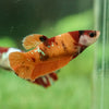 Multicolor/galaxy Koi Plakat- Female