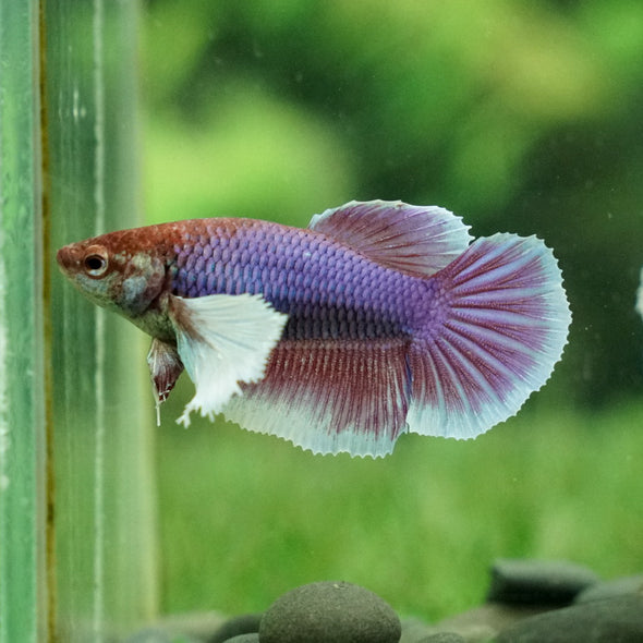 Dumbo Halfmoon - Female