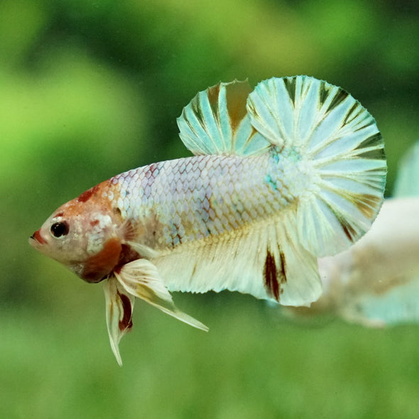 Multicolor/Galaxy Koi Plakat -12 weeks Old