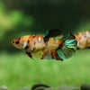 Multicolor/galaxy Koi Plakat- Female