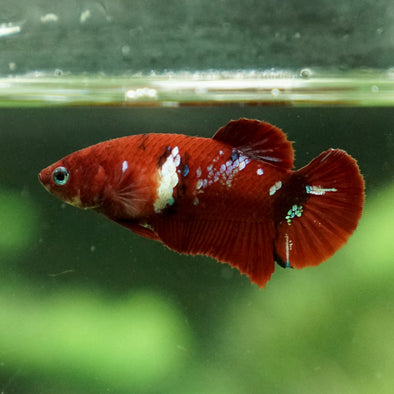 Multicolor/galaxy Koi Plakat- Female
