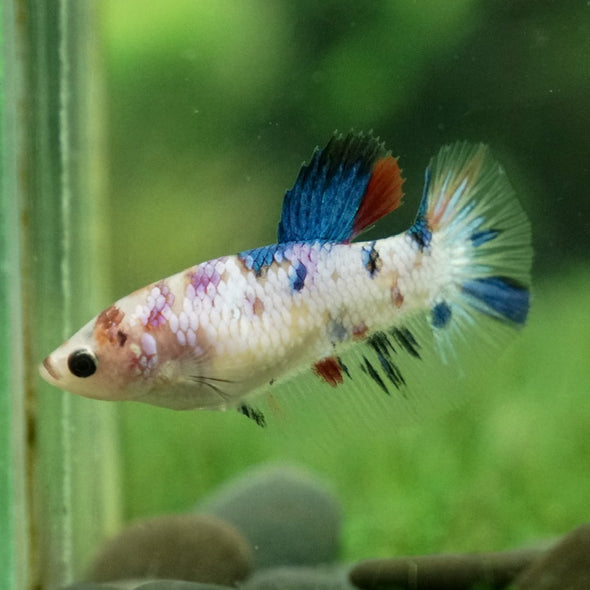 Koi Halfmoon - Female