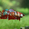 Multicolor/galaxy Koi Plakat- Female