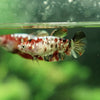 Galaxy Koi Plakat- Female