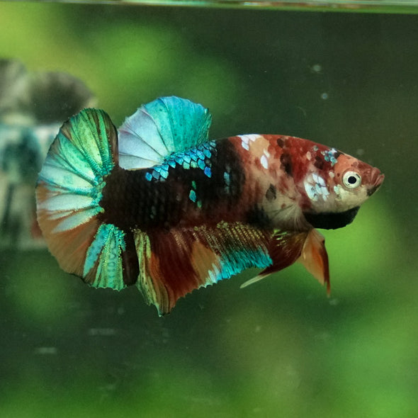 Multicolor/Galaxy Koi Plakat -11 weeks Old