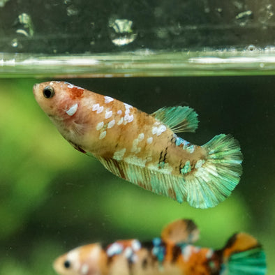 Galaxy Koi Plakat- Female