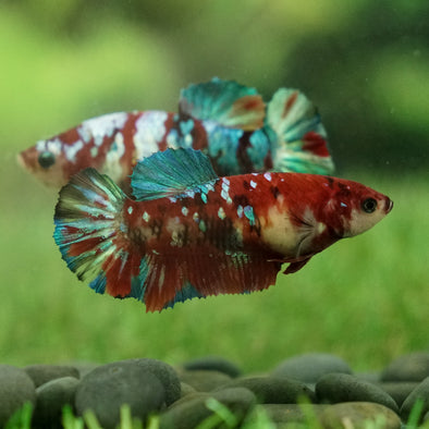 Multicolor/galaxy Koi Plakat- Female