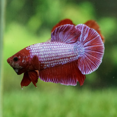 Giant Multicolor/ Galaxy Koi-15 weeks Old