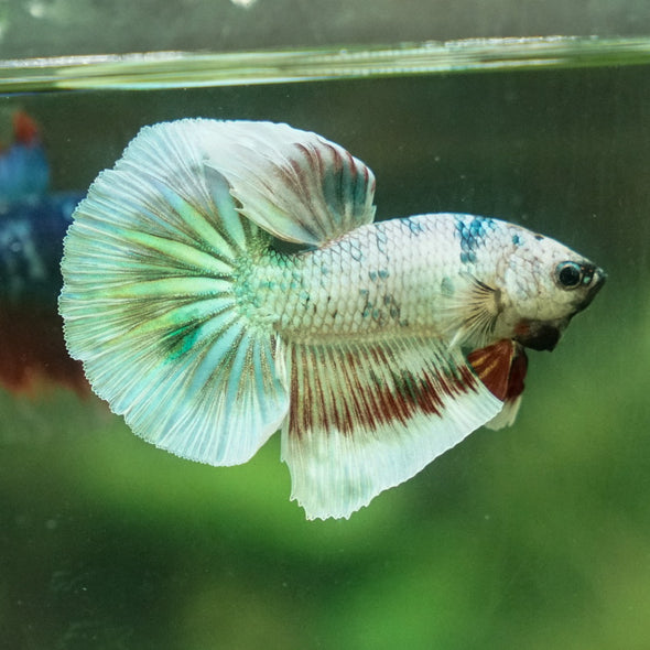 Galaxy Koi Halfmoon - 15 weeks old