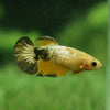 Yellow Fancy Plakat- Female