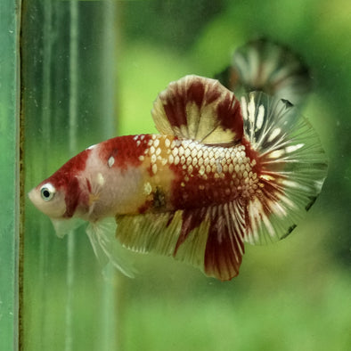 Multicolor/Galaxy Koi Plakat -15 weeks Old