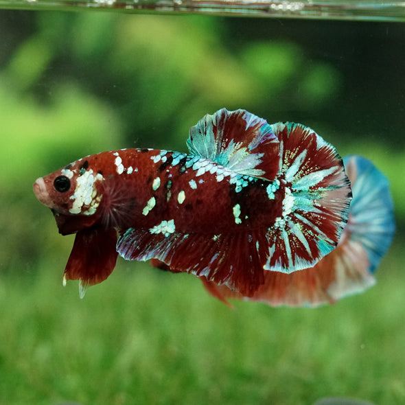 Multicolor/Galaxy Koi Plakat -15 weeks Old