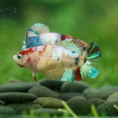 Multicolor/ Galaxy Koi Plakat- Female- 13 Weeks Old
