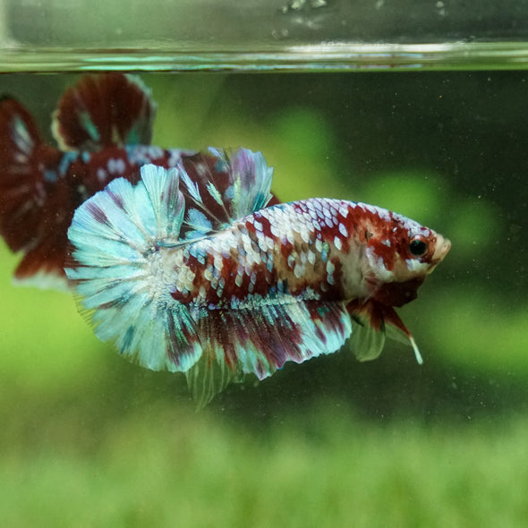 Multicolor/Galaxy Koi Plakat -15 weeks Old