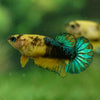 Yellow Fancy Plakat 13 Week Old- Female