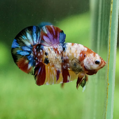 Multicolor/Galaxy Koi Plakat -15 weeks Old