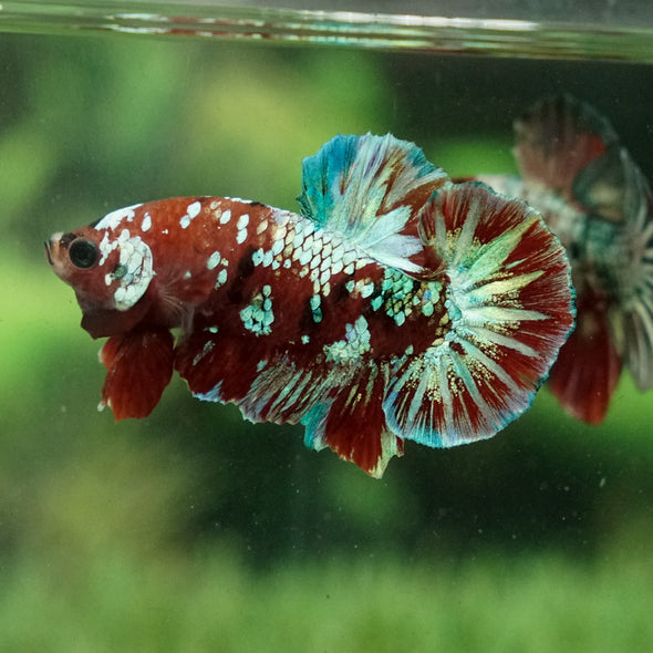 Multicolor/Galaxy Koi Plakat -15 weeks Old