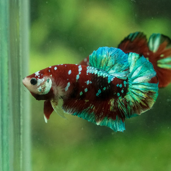 Multicolor/Galaxy Koi Plakat -13 weeks Old